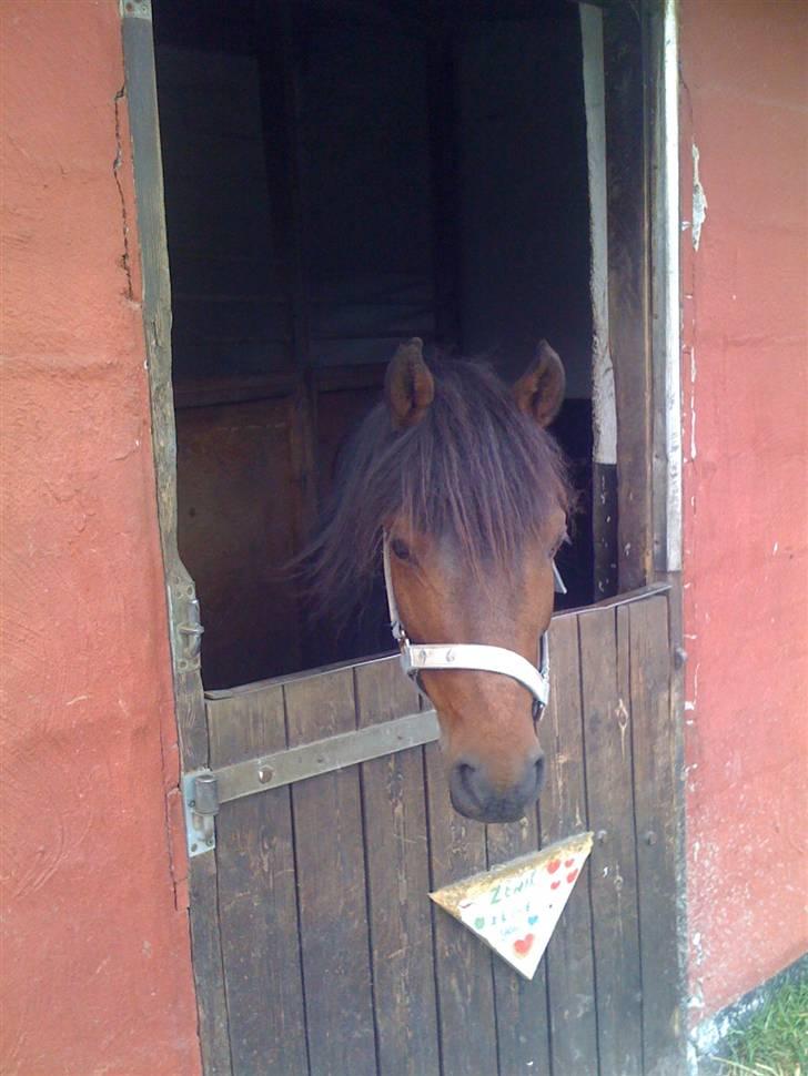 Heste fra Langstruplund - Balder, du er så sød! billede 17