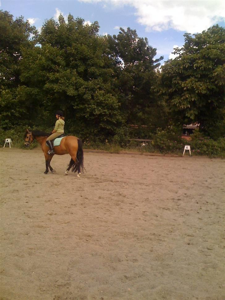 Heste fra Langstruplund - Alberte træner shcenkelvigninger med Harlekin. billede 20