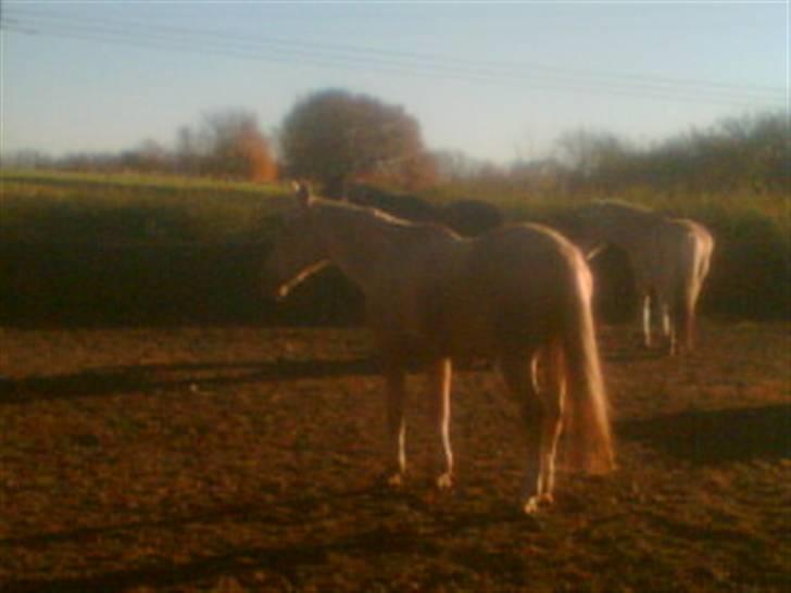 Heste fra Langstruplund - Bailey på Folden. billede 22