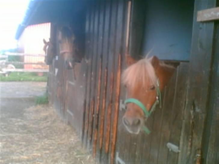 Heste fra Langstruplund - Snefnug, Pretty & Røde. 
Billedet er taget for lang tid siden, da Pretty er flyttet, og Røde har fået ny boks. billede 23