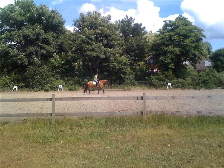 Heste fra Langstruplund - Alberte der trænker med Harlekin igen. billede 24
