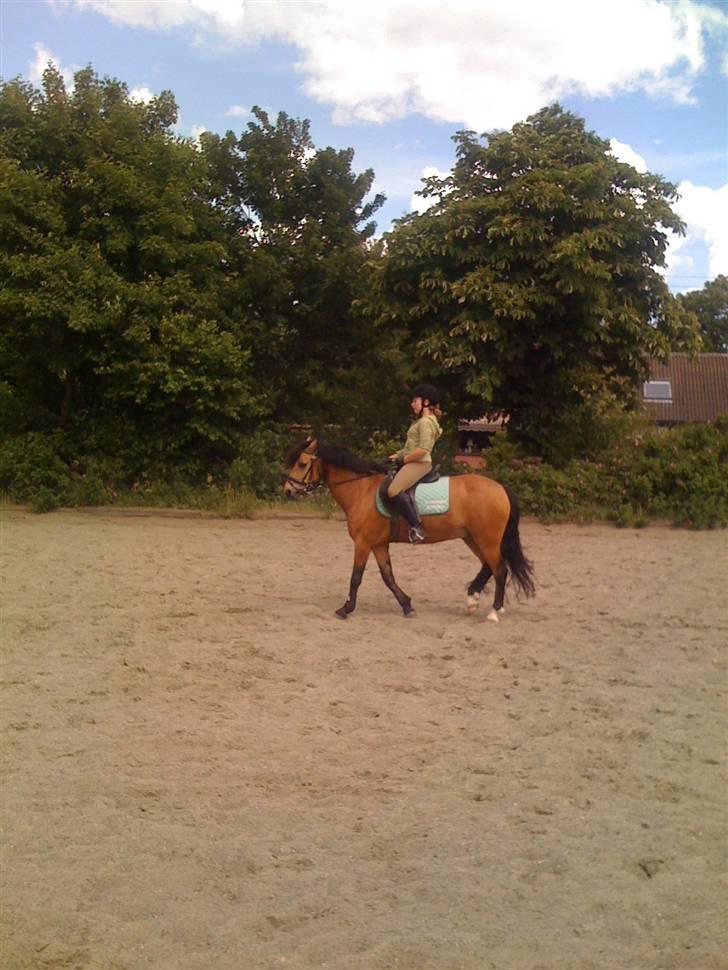 Heste fra Langstruplund - ^^ billede 25