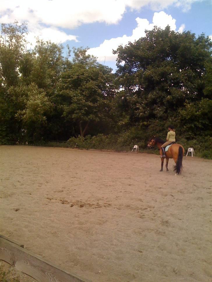 Heste fra Langstruplund - ^^ billede 26