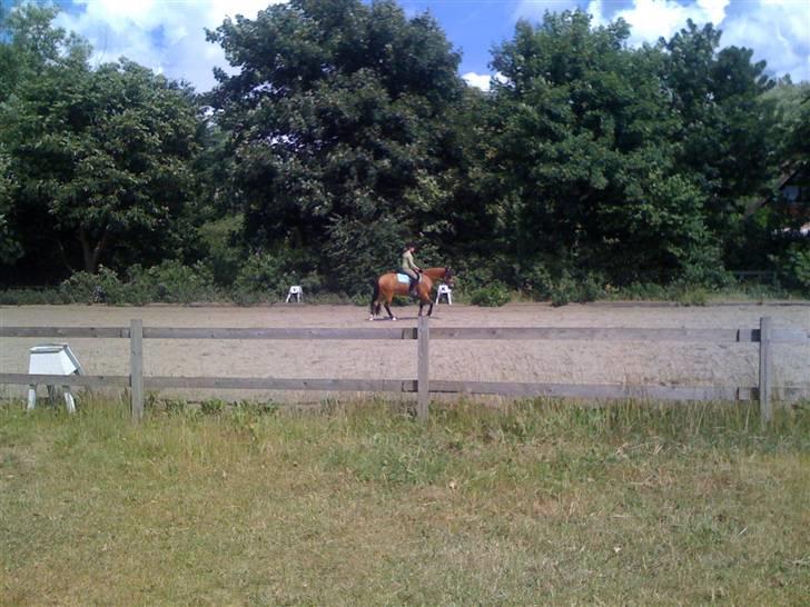 Heste fra Langstruplund - ^^ billede 27