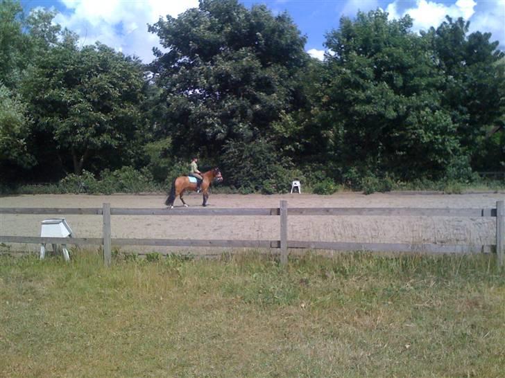 Heste fra Langstruplund - ^^ billede 28