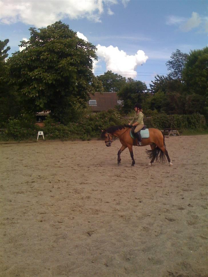 Heste fra Langstruplund - Harlekin går så flot under Alberte! billede 29