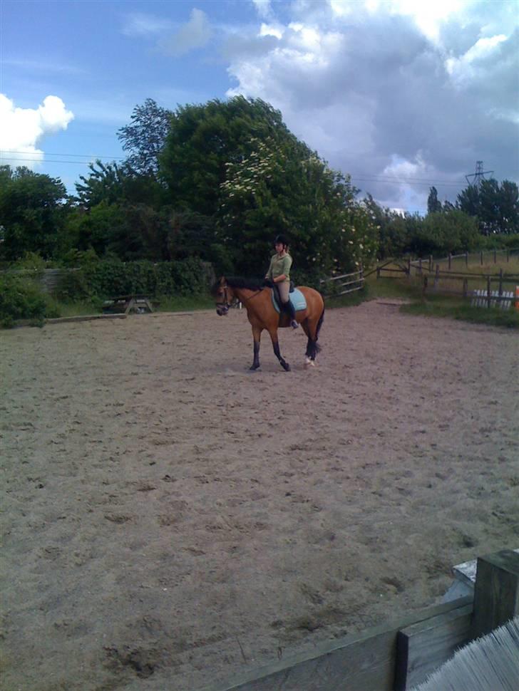 Heste fra Langstruplund billede 30