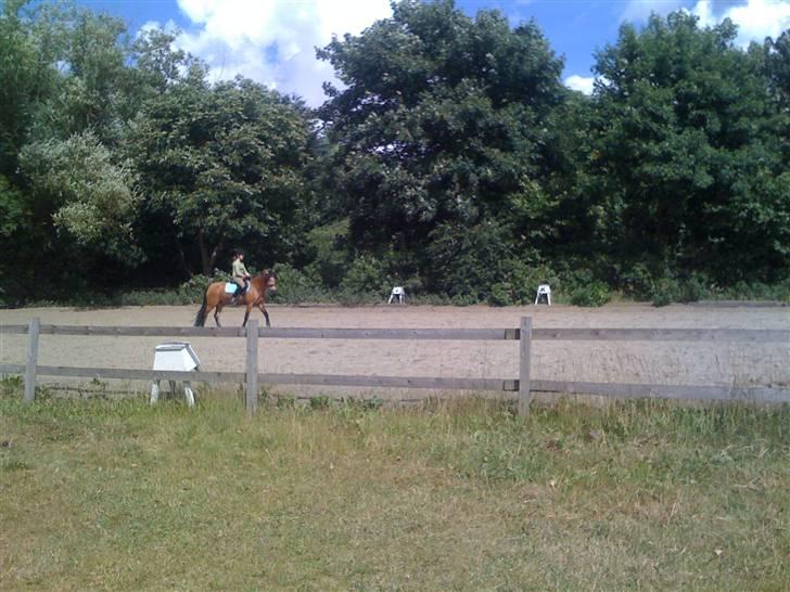 Heste fra Langstruplund billede 31