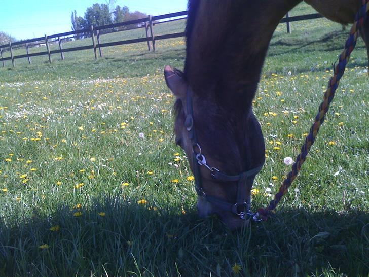 Heste fra Langstruplund billede 32