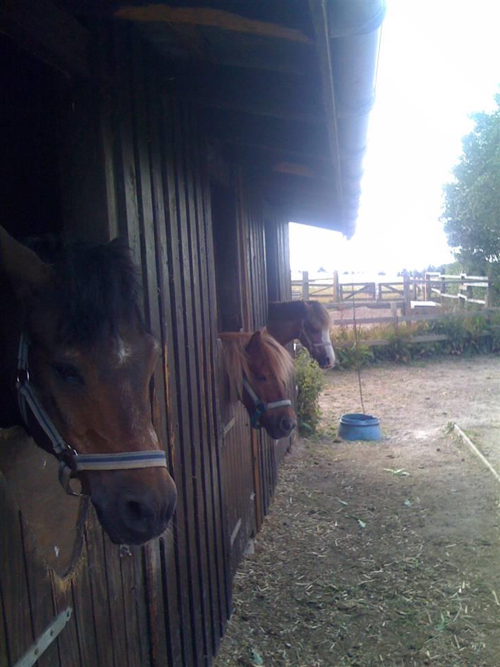 Heste fra Langstruplund billede 33