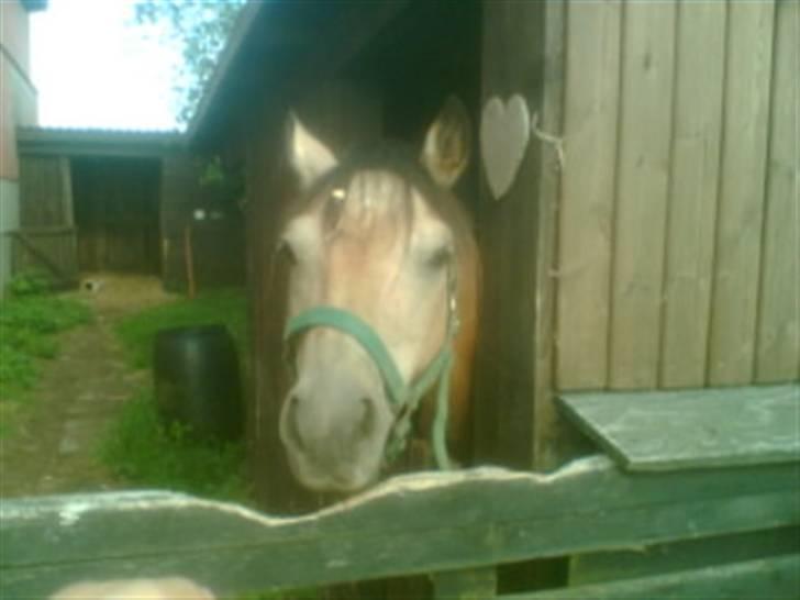 Heste fra Langstruplund - Cosmos, skønherlige cosmos. billede 35