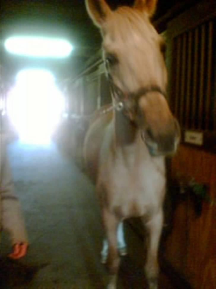 Heste fra Langstruplund - Bailey. billede 37