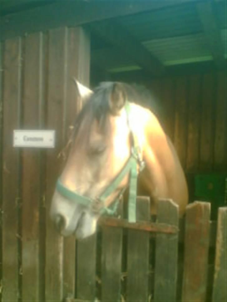 Heste fra Langstruplund - Cosmos, er vist en new forrest. billede 38