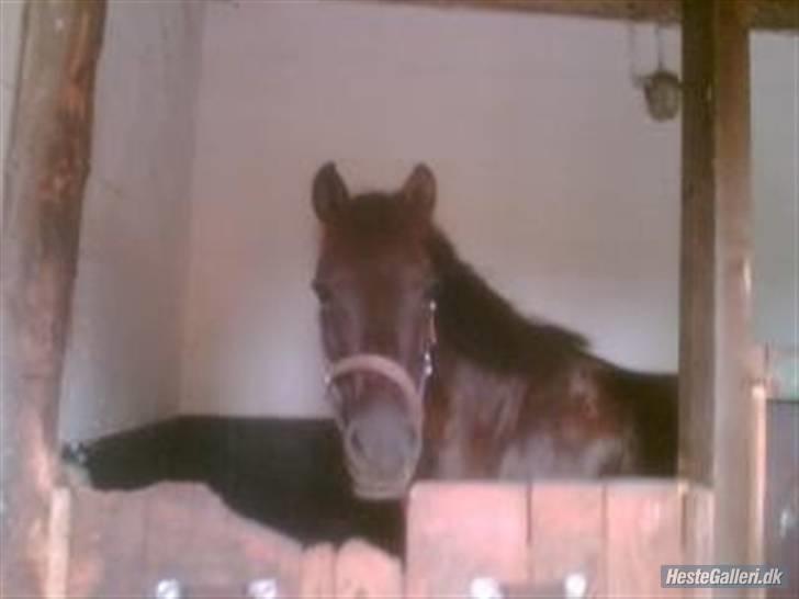 Heste fra Langstruplund - Malou. Den hurtige islænder(blanding)? billede 39