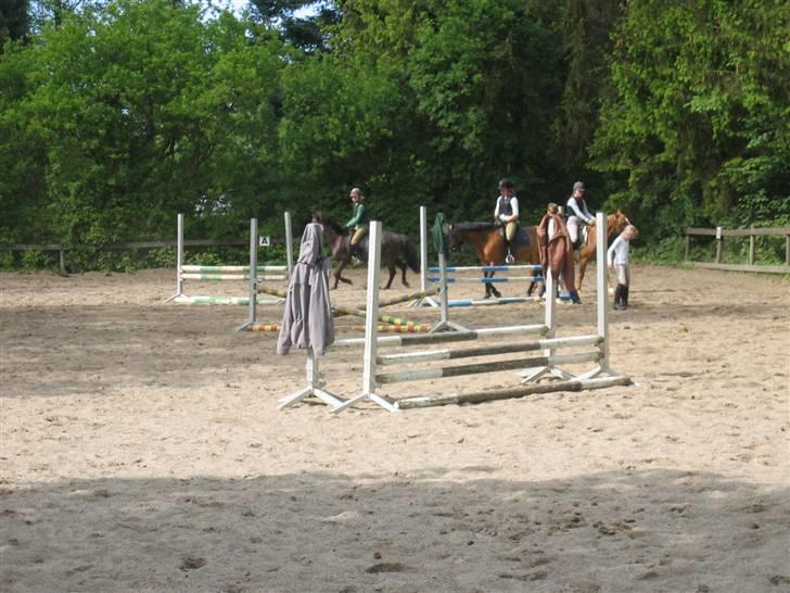 Heste fra Langstruplund - Holdet. billede 44