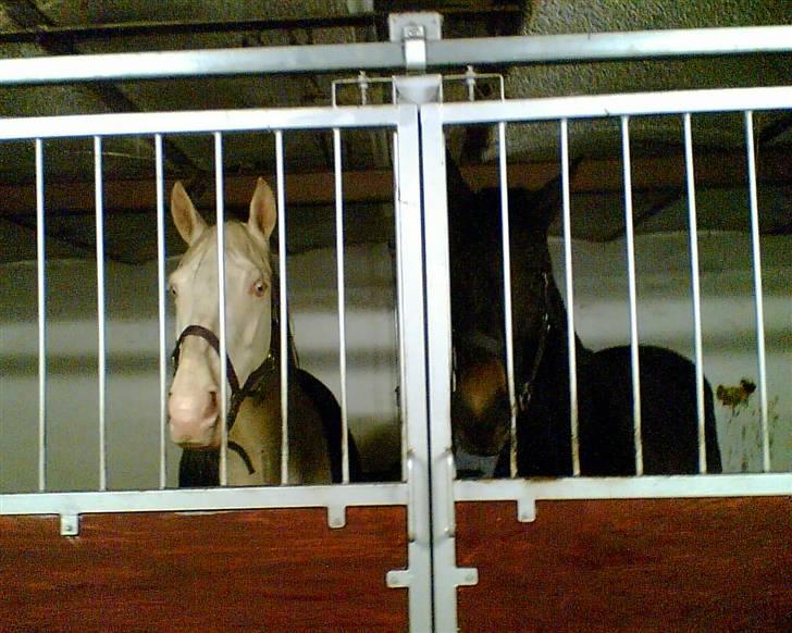 Min gamle hest Blanco og Oldenborg følet Samantha - Blanco og Samantha i stalden billede 2