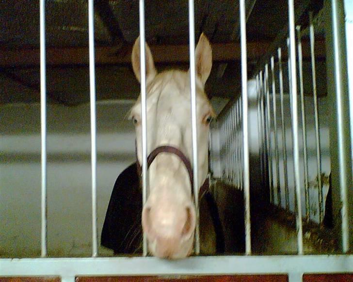 Min gamle hest Blanco og Oldenborg følet Samantha - Blanco billede 3