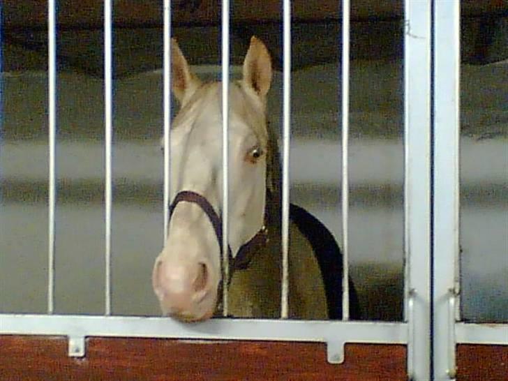 Min gamle hest Blanco og Oldenborg følet Samantha - Blanco billede 4