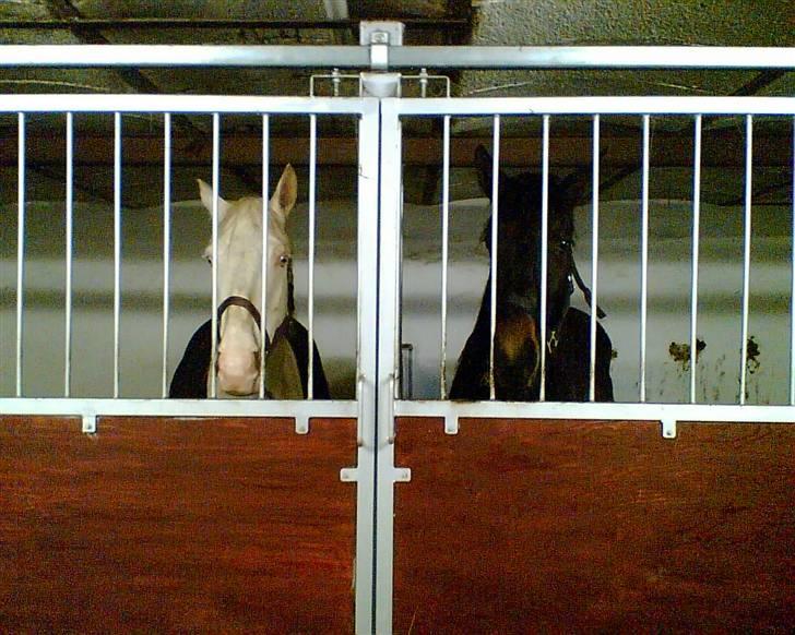 Min gamle hest Blanco og Oldenborg følet Samantha - Blanco og Samantha billede 5