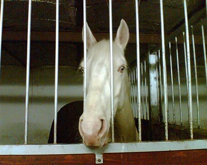 Min gamle hest Blanco og Oldenborg følet Samantha - Blanco billede 6