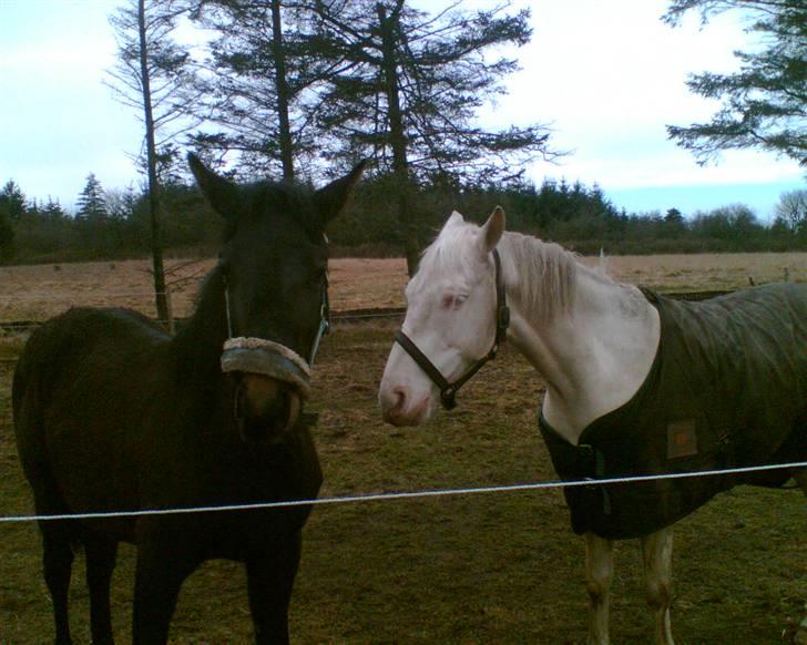 Min gamle hest Blanco og Oldenborg følet Samantha - Blanco og Samantha på fold billede 1