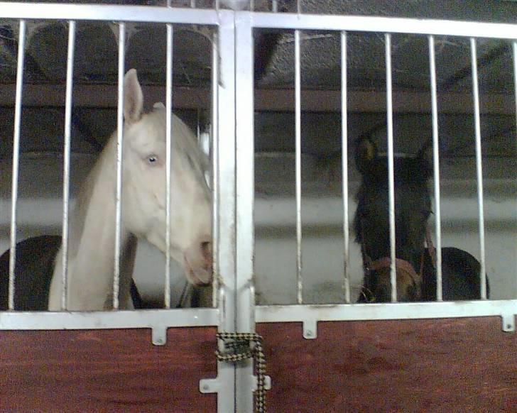 Min gamle hest Blanco og Oldenborg følet Samantha - Blanco og Samanta billede 7