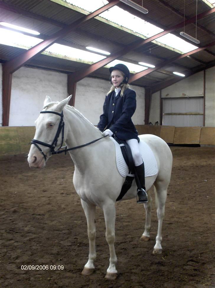 Min gamle hest Blanco og Oldenborg følet Samantha - Blanco og jeg billede 9