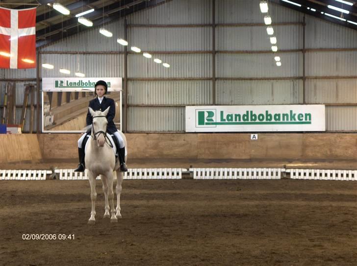 Min gamle hest Blanco og Oldenborg følet Samantha - Blanco og jeg billede 12
