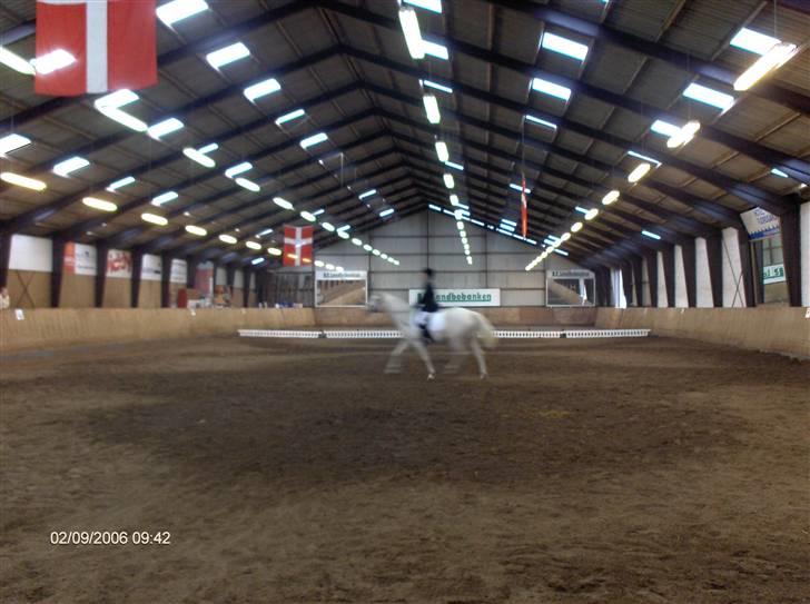 Min gamle hest Blanco og Oldenborg følet Samantha - Blanco og jeg billede 13