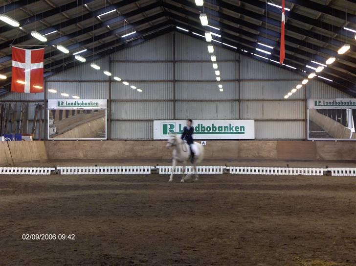 Min gamle hest Blanco og Oldenborg følet Samantha - Blanco og jeg billede 14