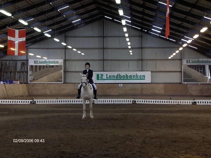 Min gamle hest Blanco og Oldenborg følet Samantha - Blanco og jeg til stævne billede 15