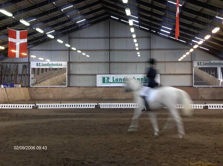 Min gamle hest Blanco og Oldenborg følet Samantha - Blanco og jeg billede 16
