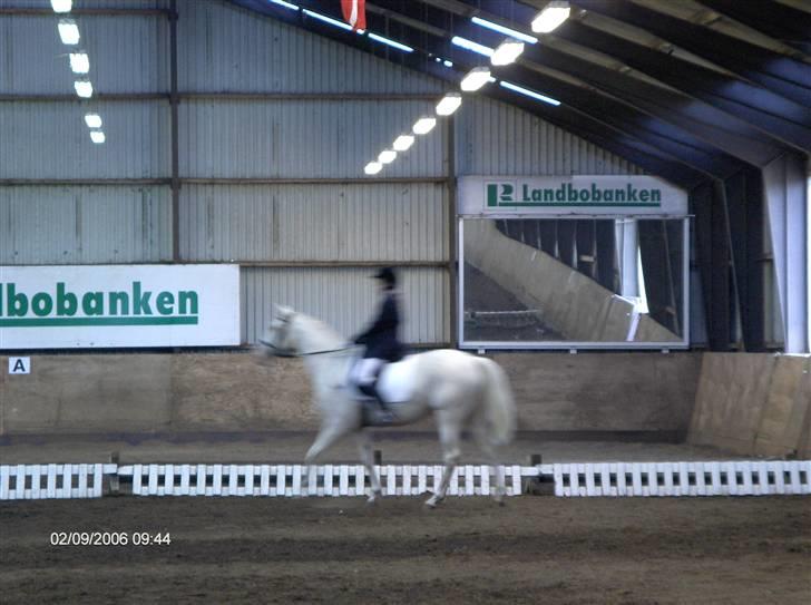 Min gamle hest Blanco og Oldenborg følet Samantha - Blanco og jeg billede 17