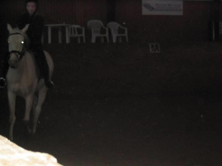 Min gamle hest Blanco og Oldenborg følet Samantha - Blanco og jeg til ene undervisning billede 19