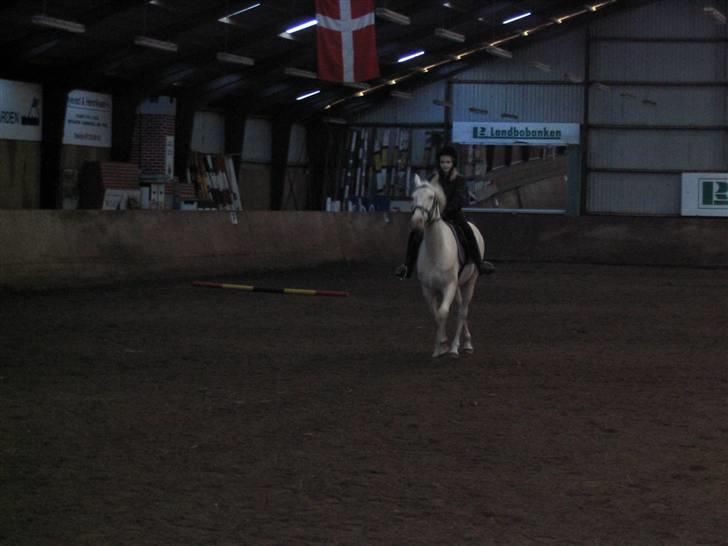 Min gamle hest Blanco og Oldenborg følet Samantha - Blanco og jeg til undervisning, hvor vi øver stævne pogram billede 20