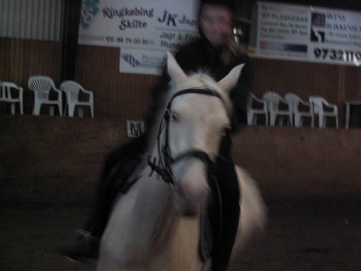 Min gamle hest Blanco og Oldenborg følet Samantha - Til undervisning billede 21