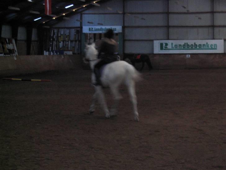 Min gamle hest Blanco og Oldenborg følet Samantha - Til undervisning billede 22