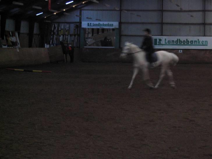 Min gamle hest Blanco og Oldenborg følet Samantha - Til undervisning billede 23
