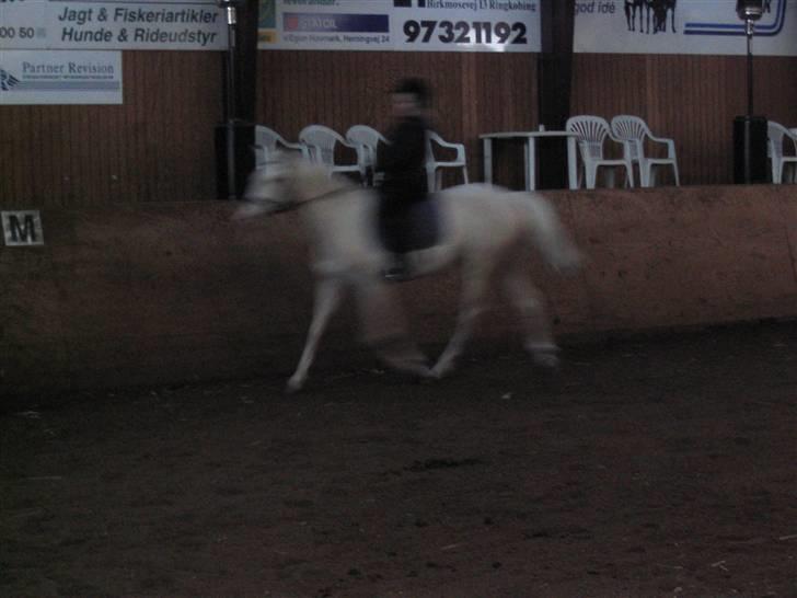 Min gamle hest Blanco og Oldenborg følet Samantha - Til undervisning billede 24