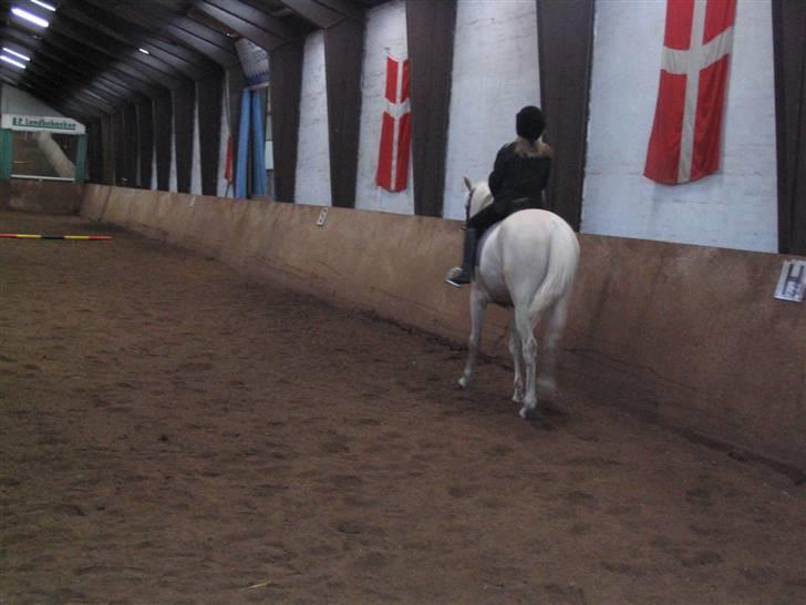 Min gamle hest Blanco og Oldenborg følet Samantha - Til undervisning billede 25