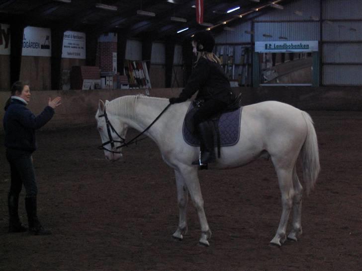 Min gamle hest Blanco og Oldenborg følet Samantha - Til undervisniong billede 27
