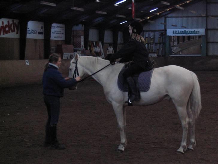 Min gamle hest Blanco og Oldenborg følet Samantha - Til undervisning billede 28