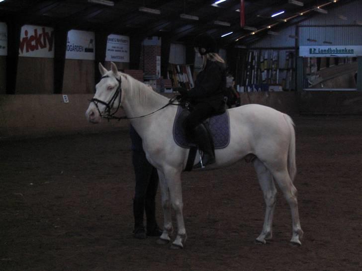 Min gamle hest Blanco og Oldenborg følet Samantha - Til undervisning billede 29