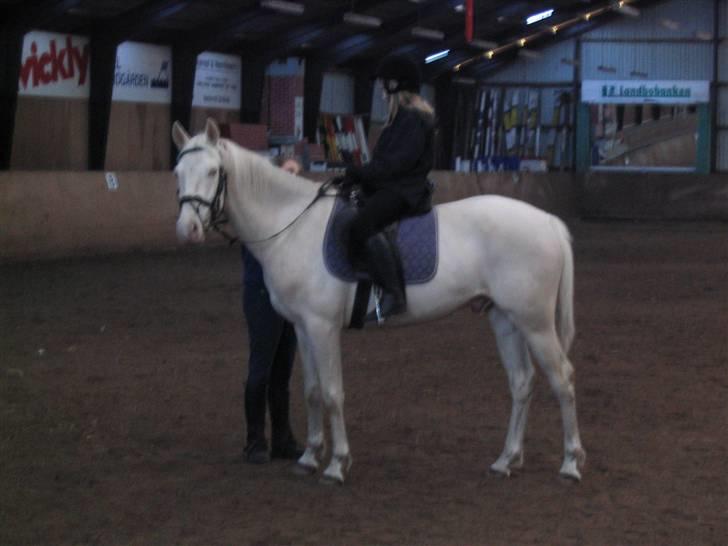 Min gamle hest Blanco og Oldenborg følet Samantha - Til undervisning billede 30