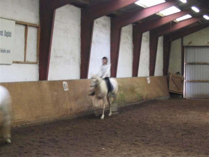 Min gamle hest Blanco og Oldenborg følet Samantha - Vores første klubstævne billede 32