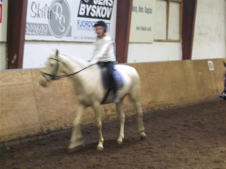Min gamle hest Blanco og Oldenborg følet Samantha - Stævne billede 33