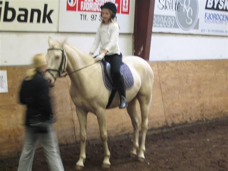 Min gamle hest Blanco og Oldenborg følet Samantha - Stævne billede 34