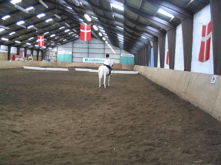 Min gamle hest Blanco og Oldenborg følet Samantha - Stævne billede 35