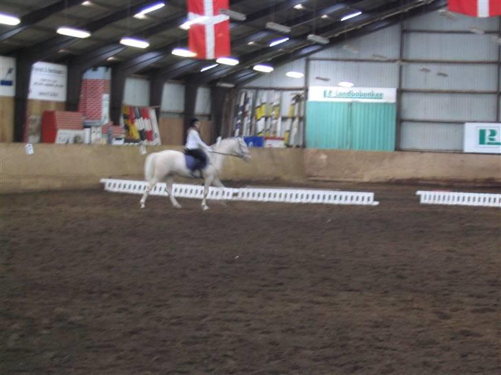 Min gamle hest Blanco og Oldenborg følet Samantha - Stævne billede 36