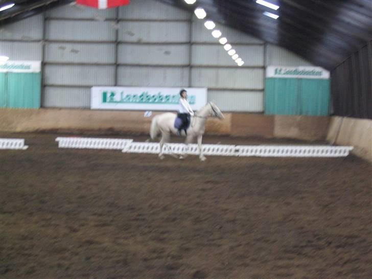 Min gamle hest Blanco og Oldenborg følet Samantha - Stævne billede 37